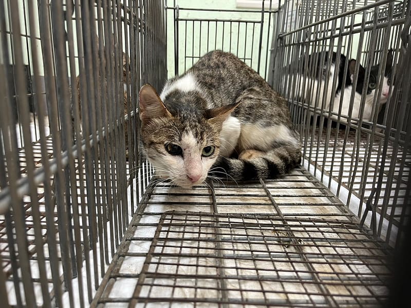 【待認養】混種貓 貓 (女生) - 金門縣動物收容中心