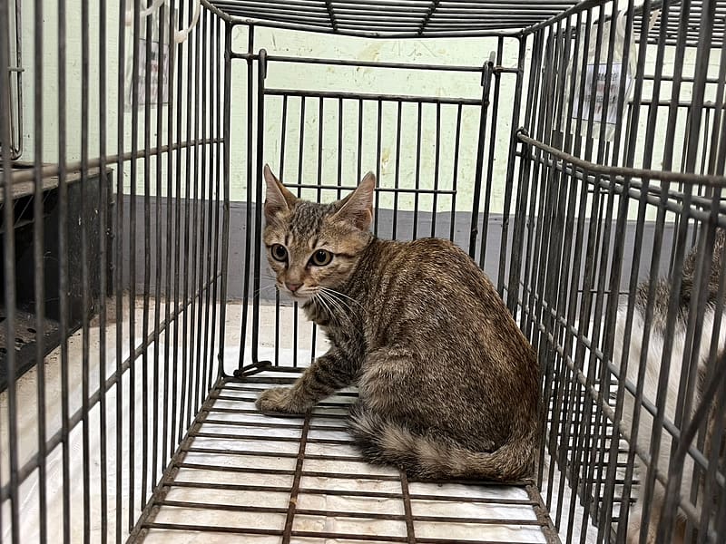 【待認養】混種貓 貓 (男生) - 金門縣動物收容中心