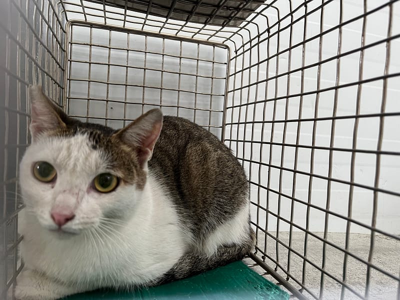 【待認養】混種貓 貓 (女生) - 臺北市動物之家