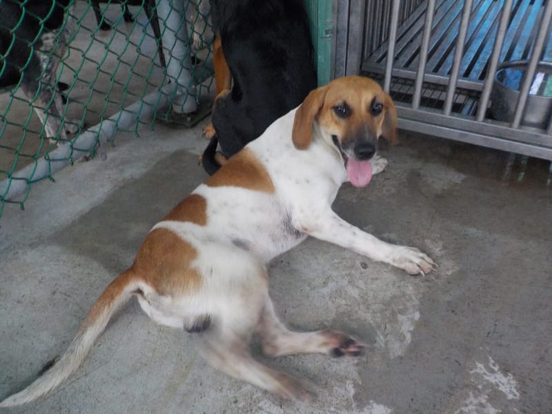 【待認養】混種犬 狗 (男生) - 南投縣公立動物收容所