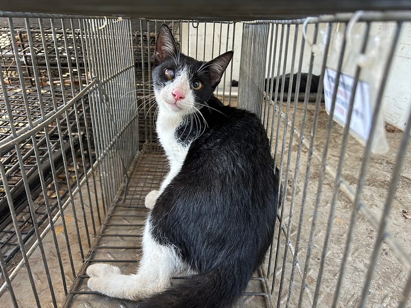 【待認養】混種貓 貓 (男生) - 金門縣動物收容中心