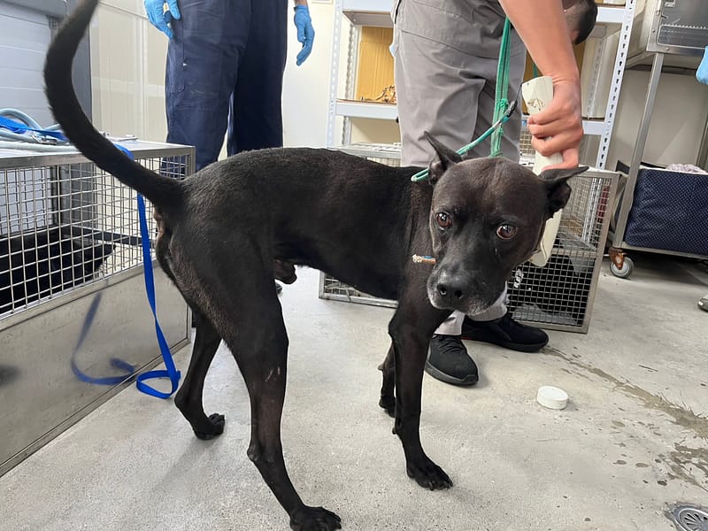 【待認養】混種犬 狗 (男生) - 臺北市動物之家