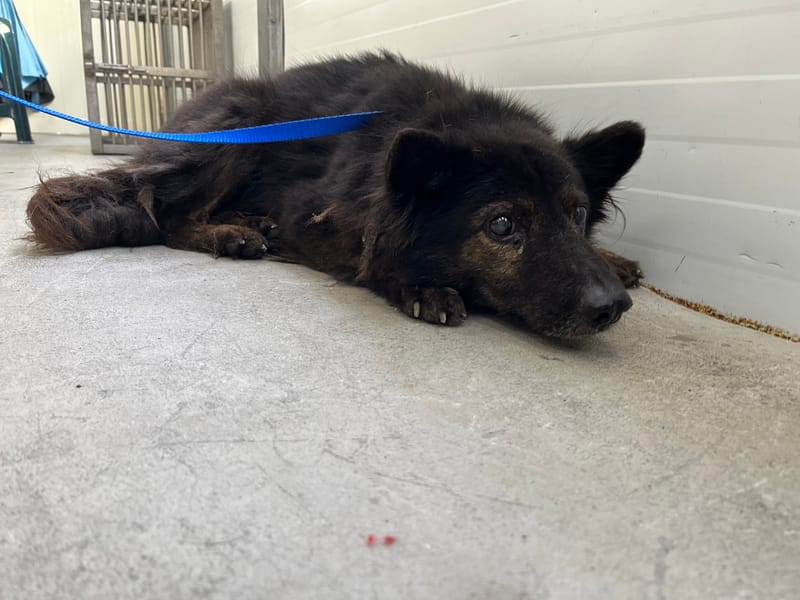 【待認養】混種犬 狗 (男生) - 臺北市動物之家