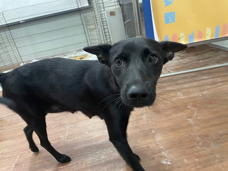 【待認養】混種犬 狗 (女生) - 屏東縣公立犬貓中途之家