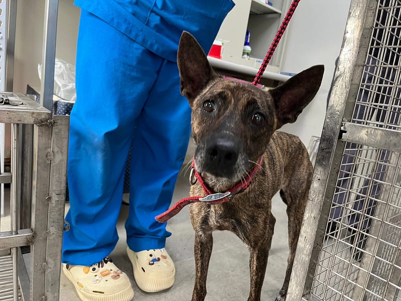 【待認養】混種犬 狗 (女生) - 臺北市動物之家