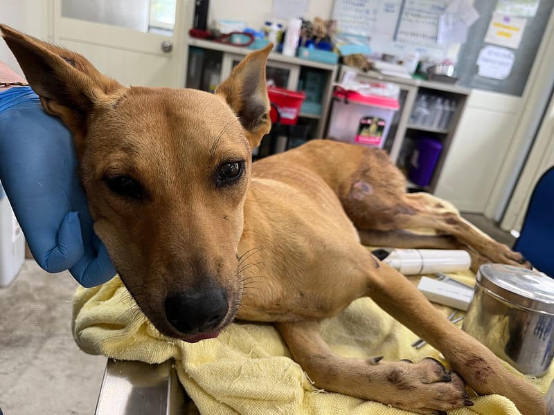 【待認養】混種犬 狗 (女生) - 臺北市動物之家