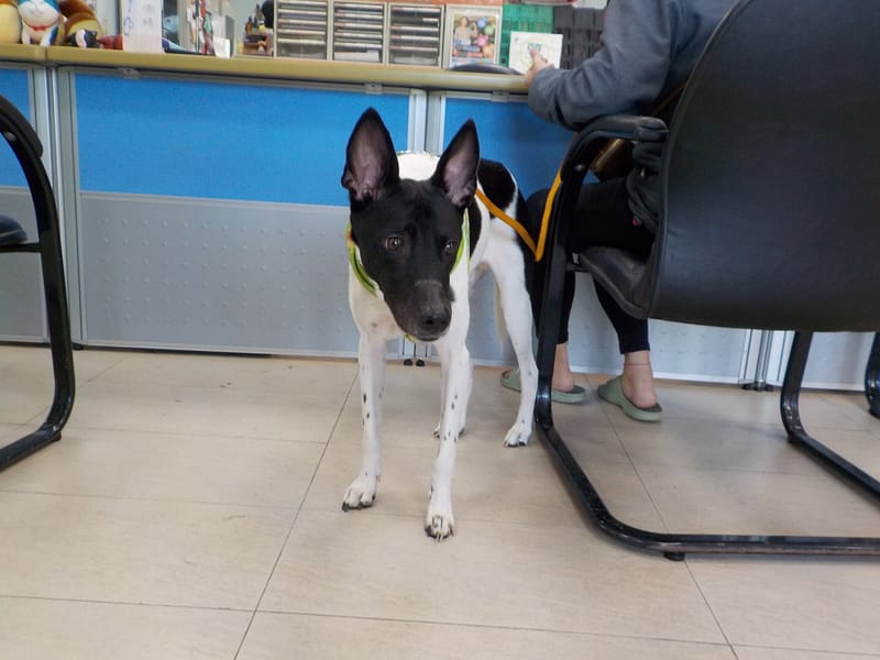 【待認養】混種犬 狗 (男生) - 南投縣公立動物收容所