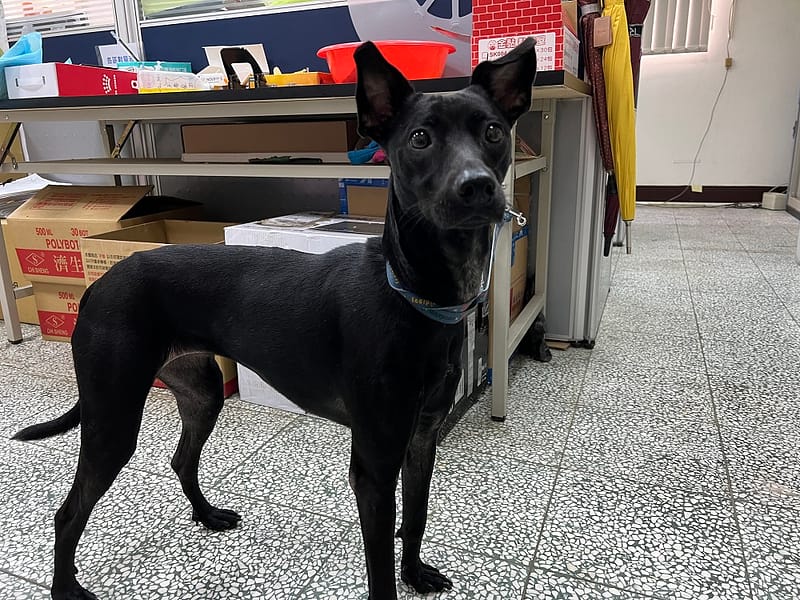 【待認養】混種犬 狗 (女生) - 桃園市動物保護教育園區