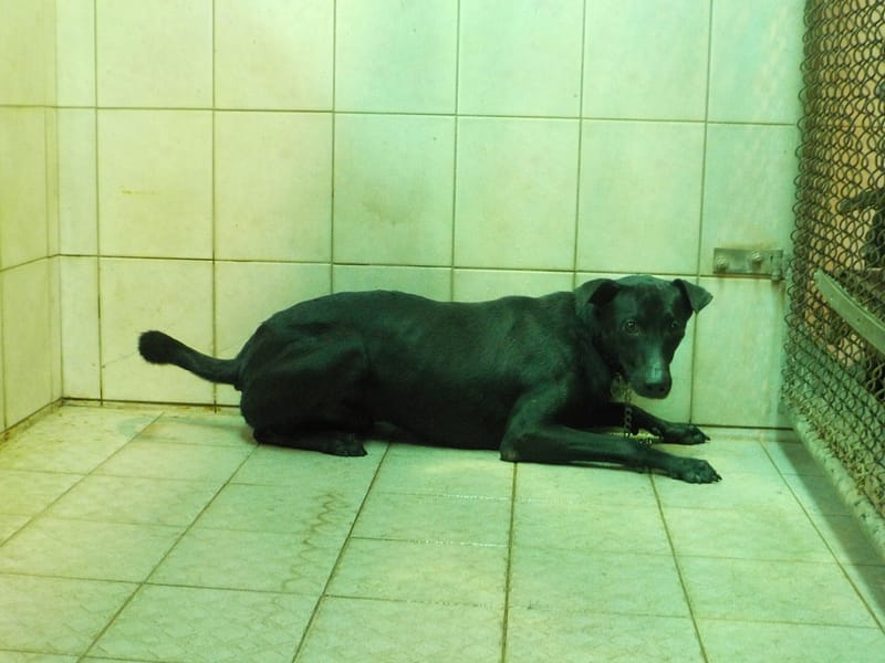 【待認養】混種犬 狗 (男生) - 南投縣公立動物收容所