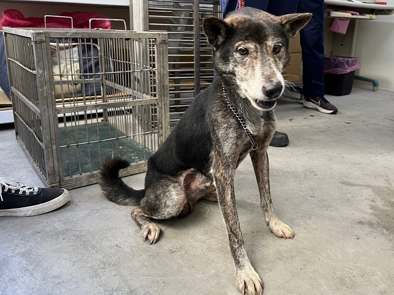 【待認養】混種犬 狗 (男生) - 臺北市動物之家