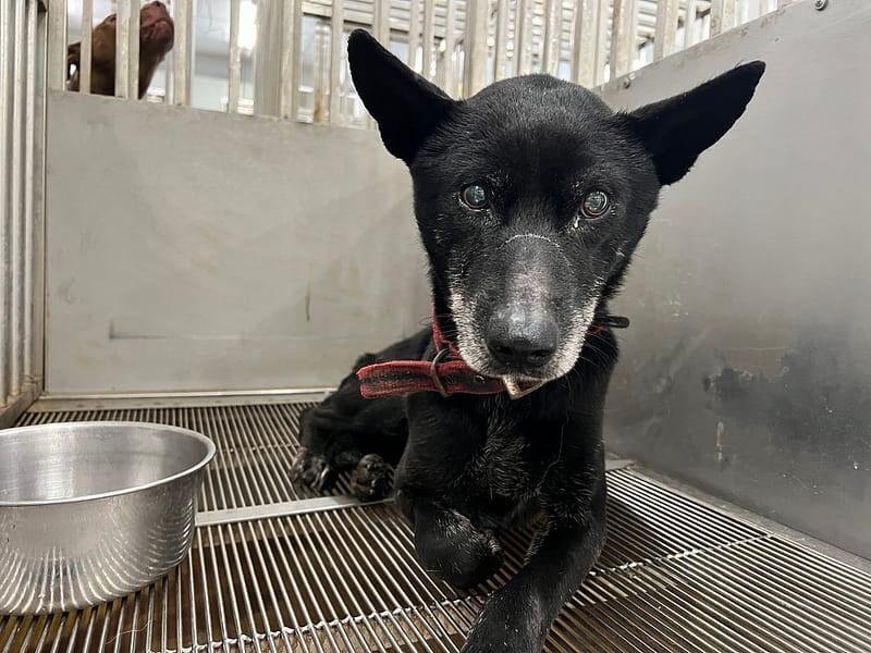 【待認養】混種犬 狗 (男生) - 桃園市動物保護教育園區