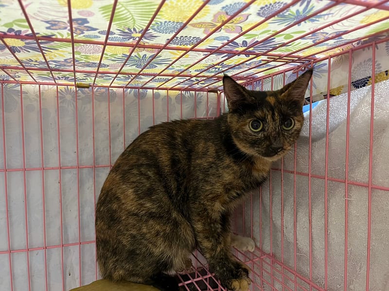 【待認養】混種貓 貓 (女生) - 臺北市動物之家