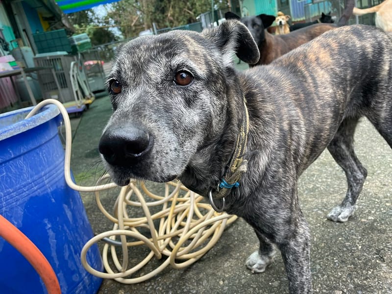 【待認養】混種犬 狗 (女生) - 屏東縣公立犬貓中途之家