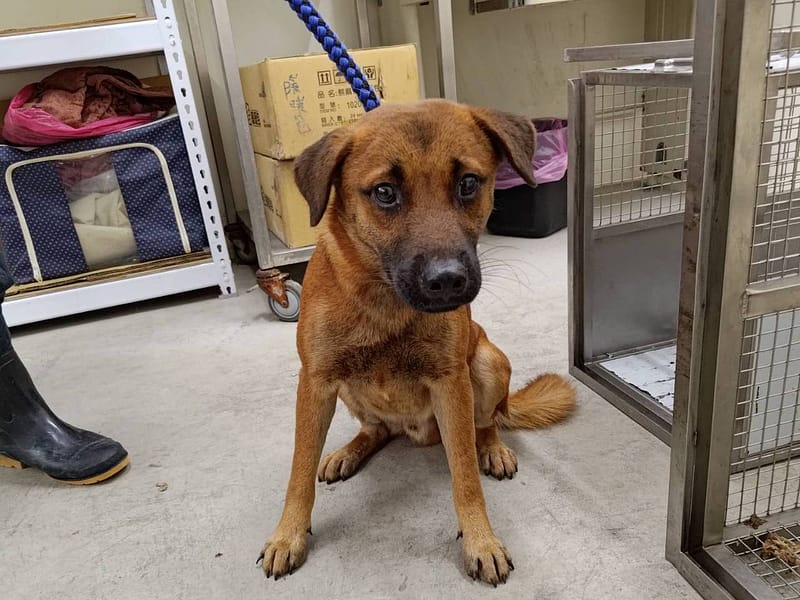 【待認養】混種犬 狗 (男生) - 臺北市動物之家