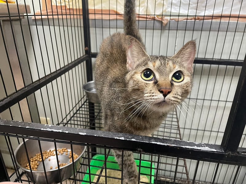 【待認養】混種貓 貓 (女生) - 屏東縣公立犬貓中途之家