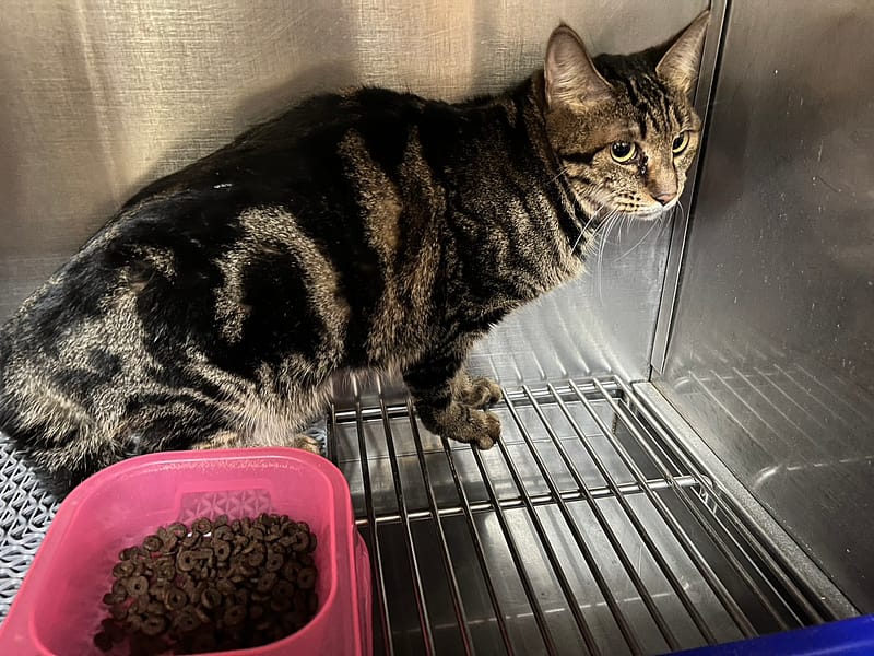 【待認養】混種貓 貓 (女生) - 桃園市動物保護教育園區