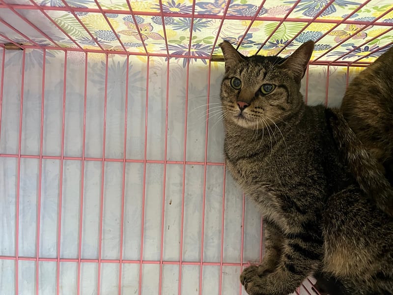 【待認養】混種貓 貓 (男生) - 臺北市動物之家