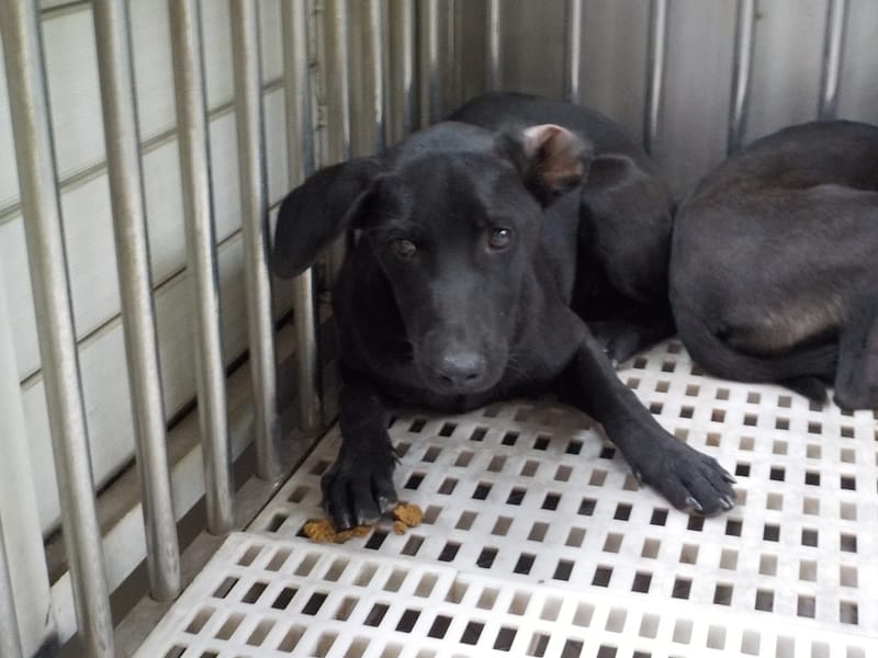 【待認養】混種犬 狗 (女生) - 南投縣公立動物收容所