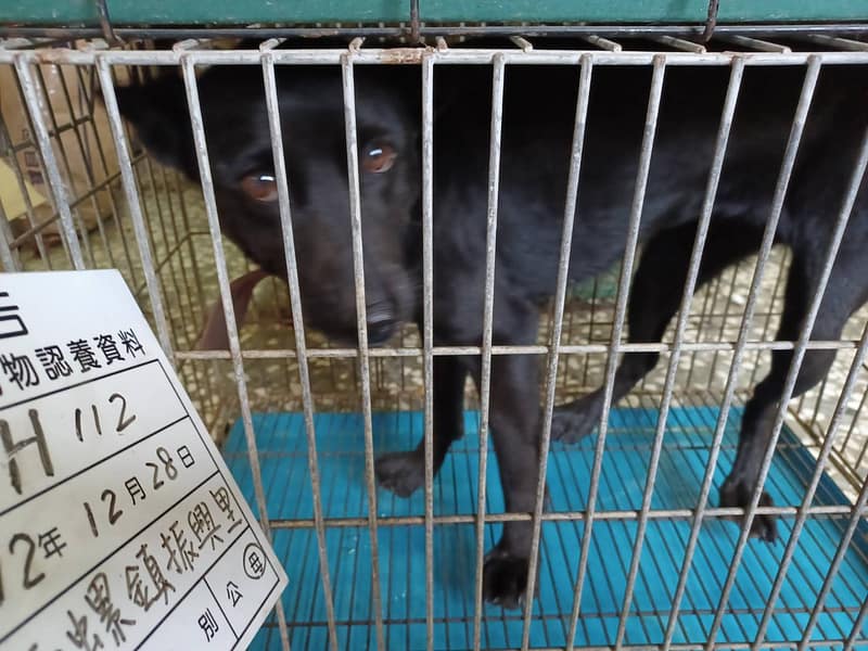 【待認養】混種犬 狗 (女生) - 雲林縣流浪動物收容所