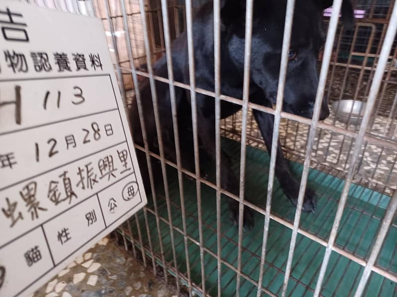 【待認養】混種犬 狗 (女生) - 雲林縣流浪動物收容所