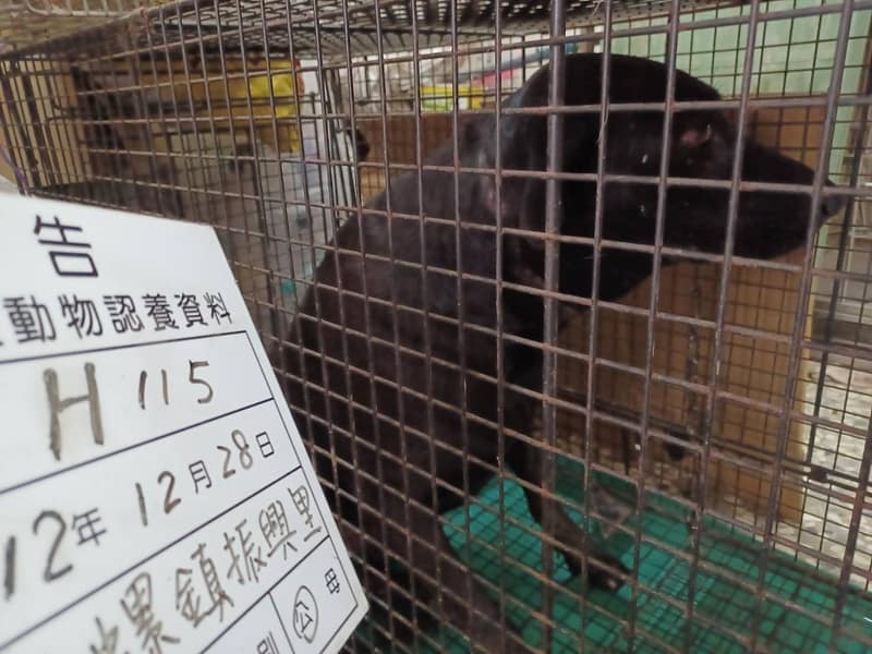 【待認養】混種犬 狗 (男生) - 雲林縣流浪動物收容所