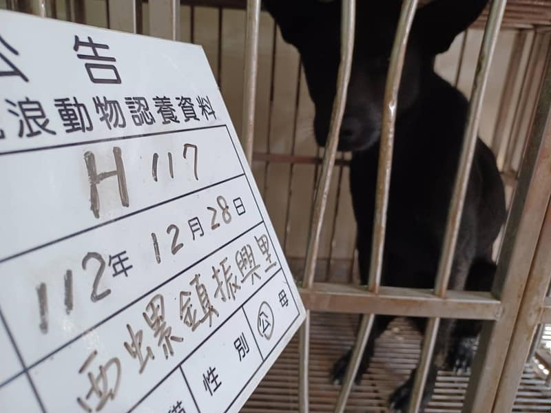 【待認養】混種犬 狗 (男生) - 雲林縣流浪動物收容所