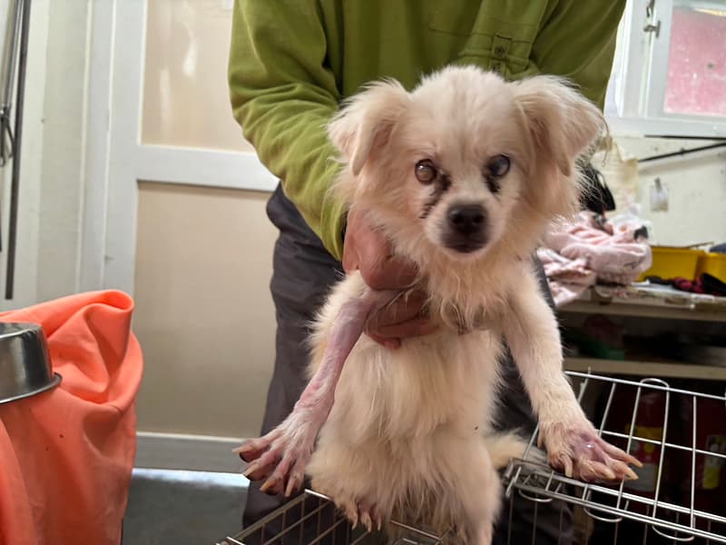 【待認養】混種犬 狗 (女生) - 新北市五股區公立動物之家