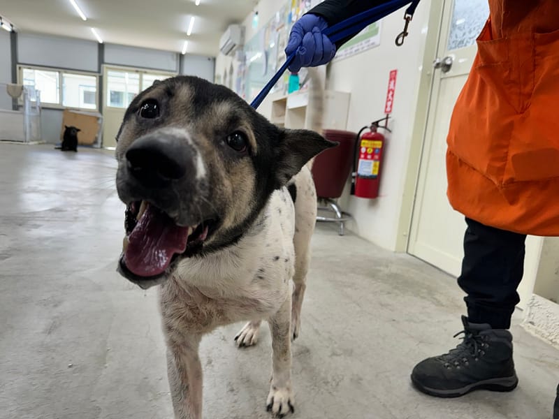 【待認養】混種犬 狗 (男生) - 臺北市動物之家