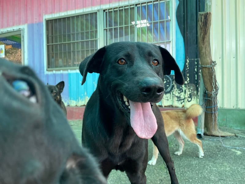 【待認養】混種犬 狗 (男生) - 屏東縣公立犬貓中途之家