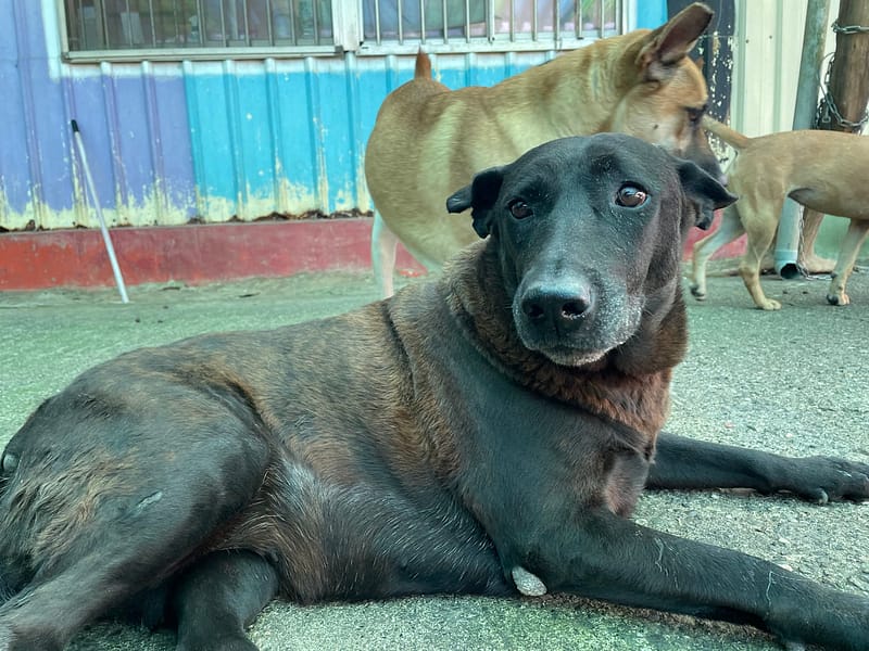 【待認養】混種犬 狗 (女生) - 屏東縣公立犬貓中途之家