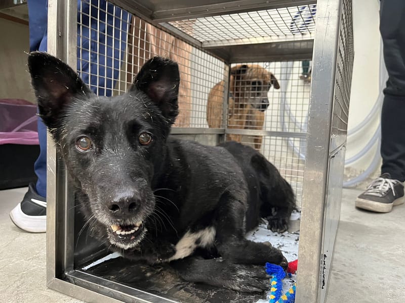 【待認養】混種犬 狗 (男生) - 臺北市動物之家