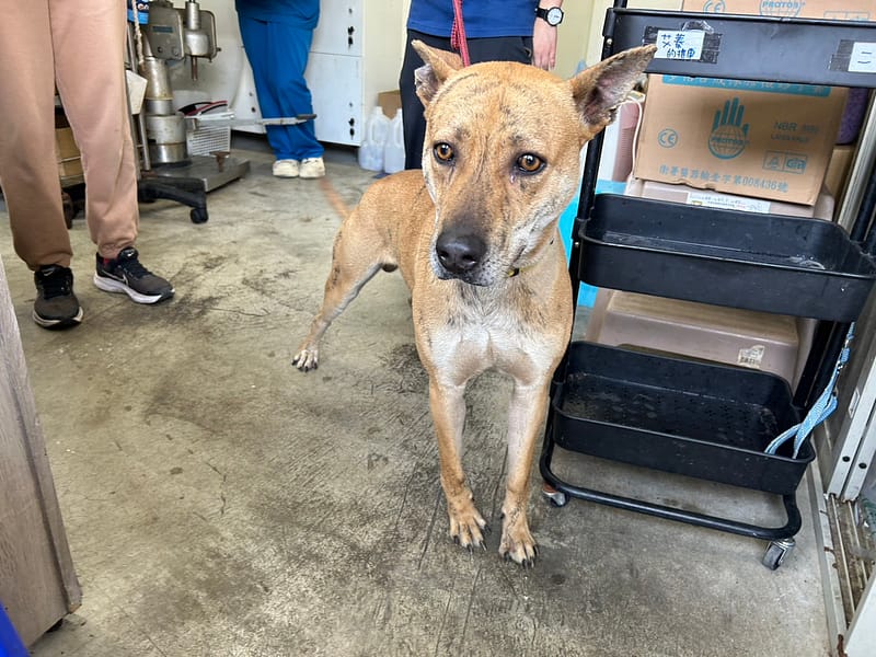 【待認養】混種犬 狗 (男生) - 臺北市動物之家