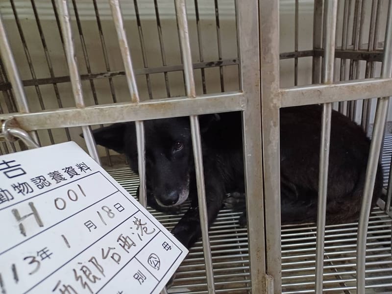 【待認養】混種犬 狗 (男生) - 雲林縣流浪動物收容所
