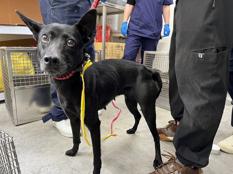 【待認養】混種犬 狗 (女生) - 臺北市動物之家
