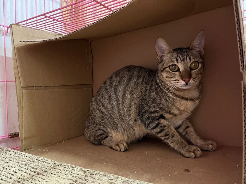 【待認養】混種貓 貓 (男生) - 臺北市動物之家