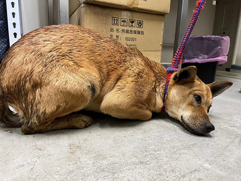 【待認養】混種犬 狗 (女生) - 臺北市動物之家