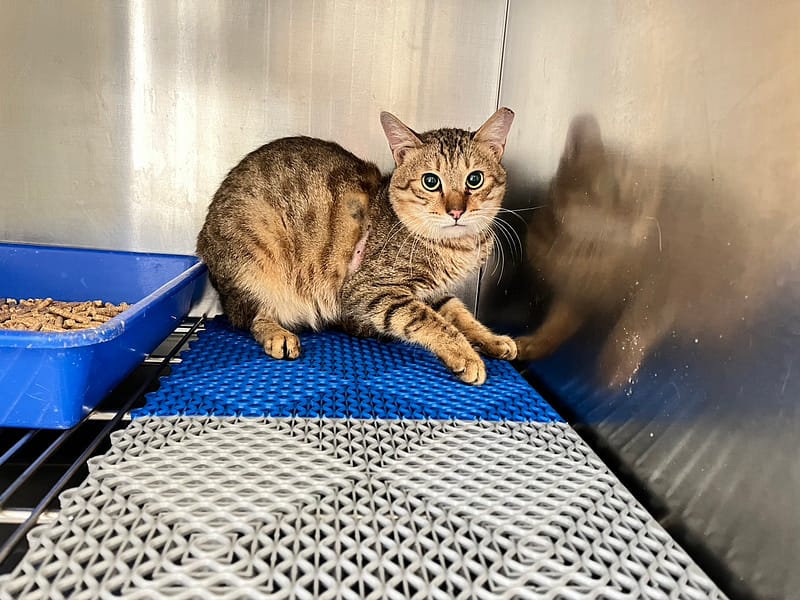 【待認養】混種貓 貓 (男生) - 桃園市動物保護教育園區