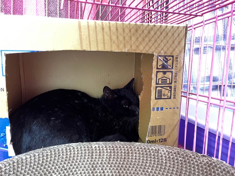 【待認養】混種貓 貓 (男生) - 臺北市動物之家