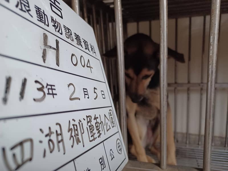 【待認養】混種犬 狗 (女生) - 雲林縣流浪動物收容所