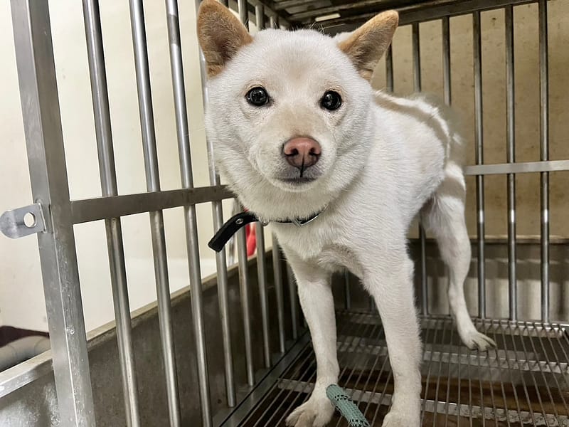 【待認養】柴犬 狗 (女生) - 桃園市動物保護教育園區