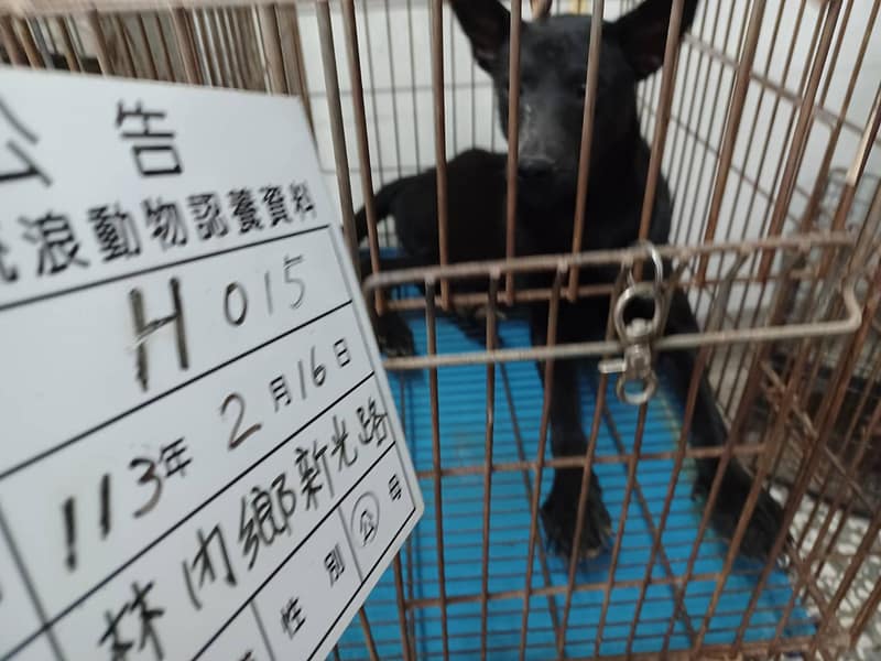 【待認養】混種犬 狗 (男生) - 雲林縣流浪動物收容所