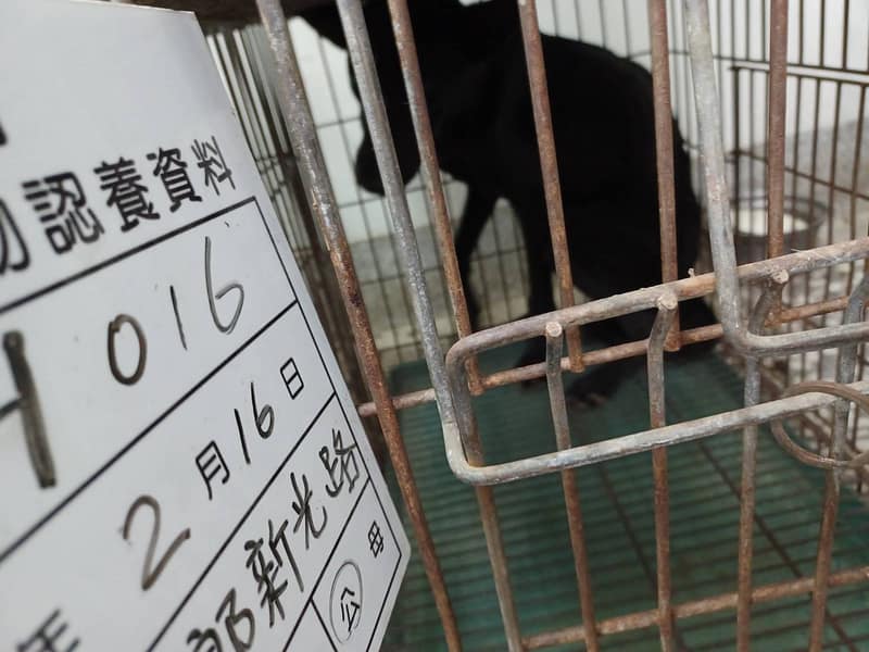 【待認養】混種犬 狗 (男生) - 雲林縣流浪動物收容所