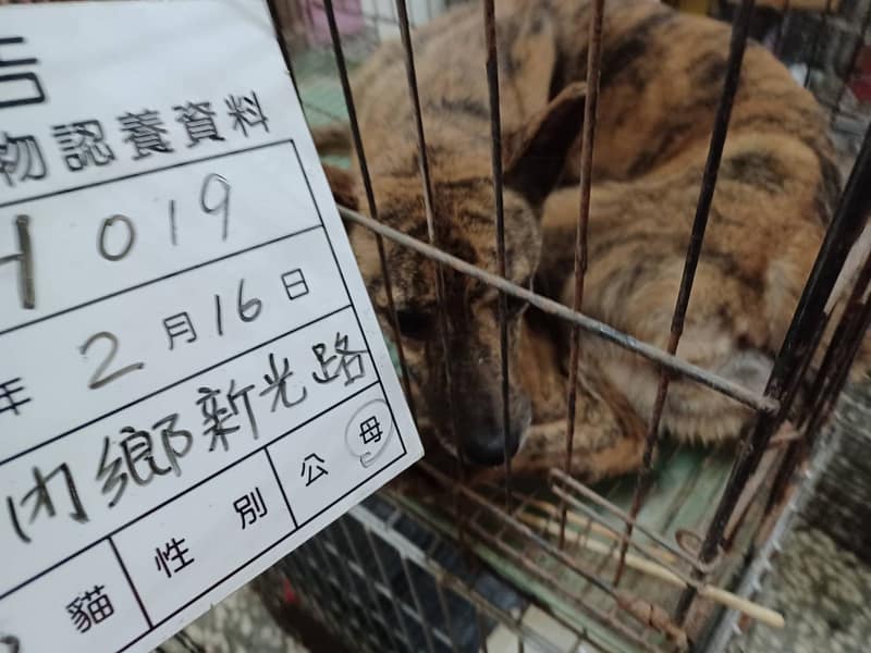 【待認養】混種犬 狗 (女生) - 雲林縣流浪動物收容所