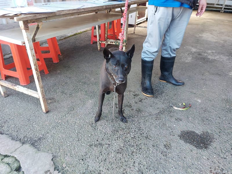 【待認養】混種犬 狗 (男生) - 新北市中和區公立動物之家