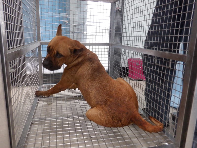 【待認養】混種犬 狗 (女生) - 南投縣公立動物收容所