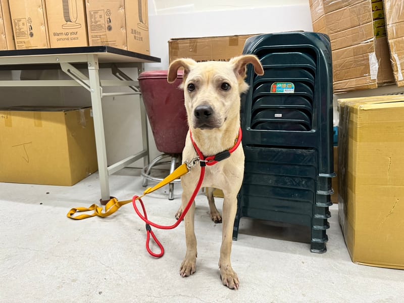 【待認養】混種犬 狗 (女生) - 臺北市動物之家