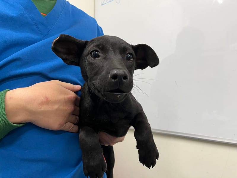 【待認養】混種犬 狗 (女生) - 臺北市動物之家