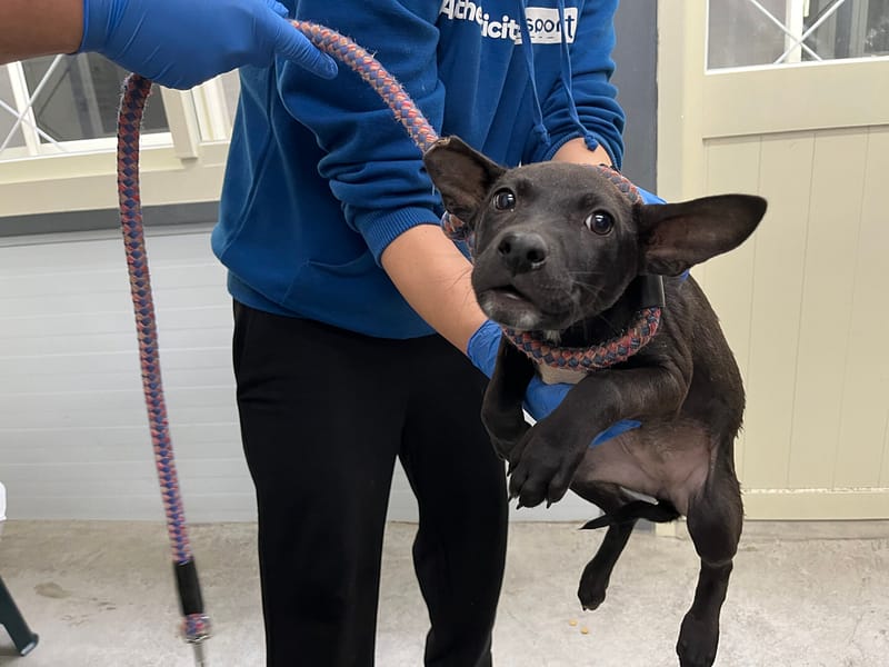 【待認養】混種犬 狗 (女生) - 臺北市動物之家