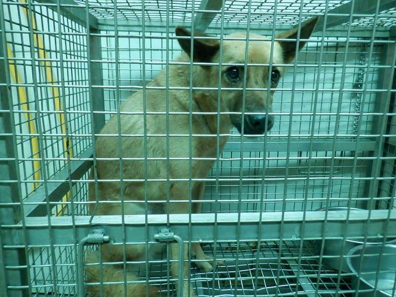 【待認養】混種犬 狗 (女生) - 南投縣公立動物收容所