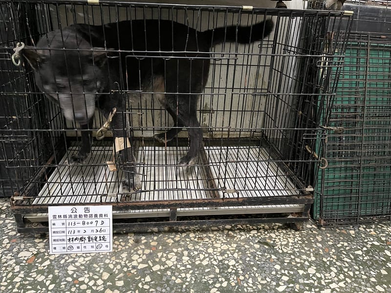 【待認養】混種犬 狗 (男生) - 雲林縣流浪動物收容所